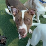 An image of Eric. Eric is a Terrier, Pit Bull/Mixed Breed (Medium).