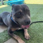 An image of Possum. Possum is a Terrier, Pit Bull.