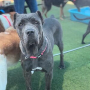 An image of Arrow. Arrow is a Mastiff, Cane Corso.