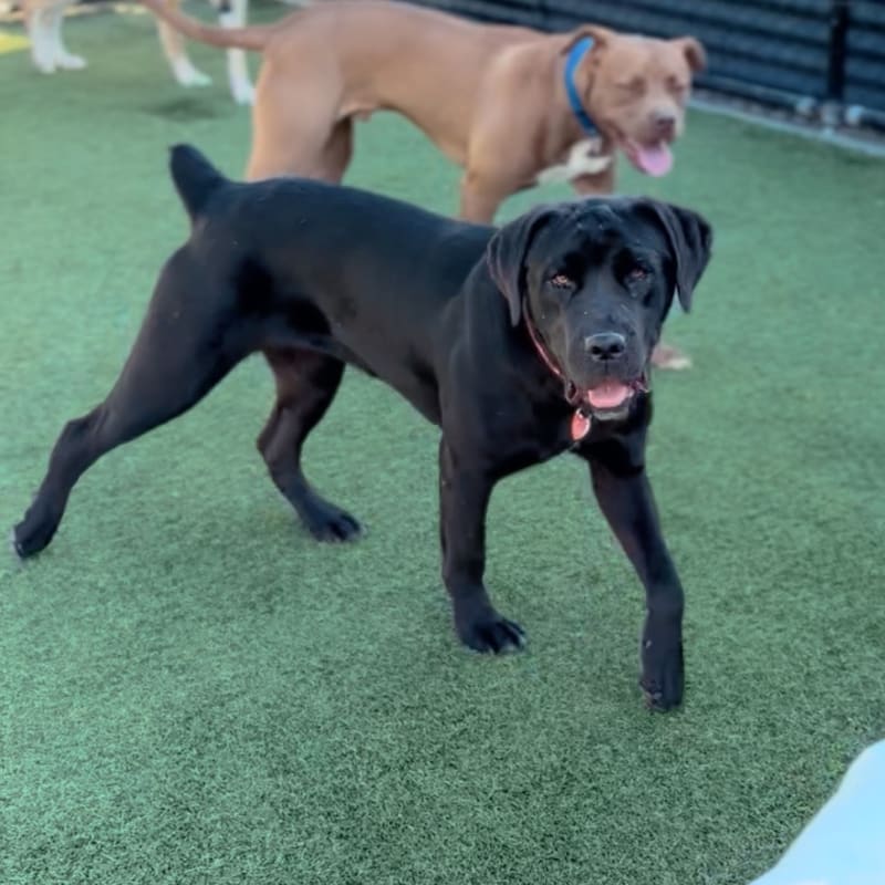 An image of Juniper. Juniper is a Retriever, Black Labrador/Mixed Breed (Large).