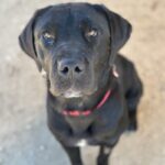 An image of Juniper. Juniper is a Retriever, Black Labrador/Mixed Breed (Large).