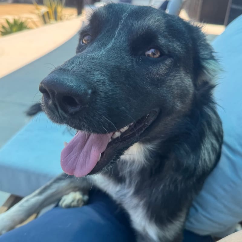 An image of Pinto. Pinto is a Shepherd/Mixed Breed (Large).