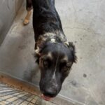 An image of Pinto. Pinto is a Shepherd/Mixed Breed (Large).