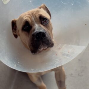 An image of Rufus. Rufus is a Mastiff.