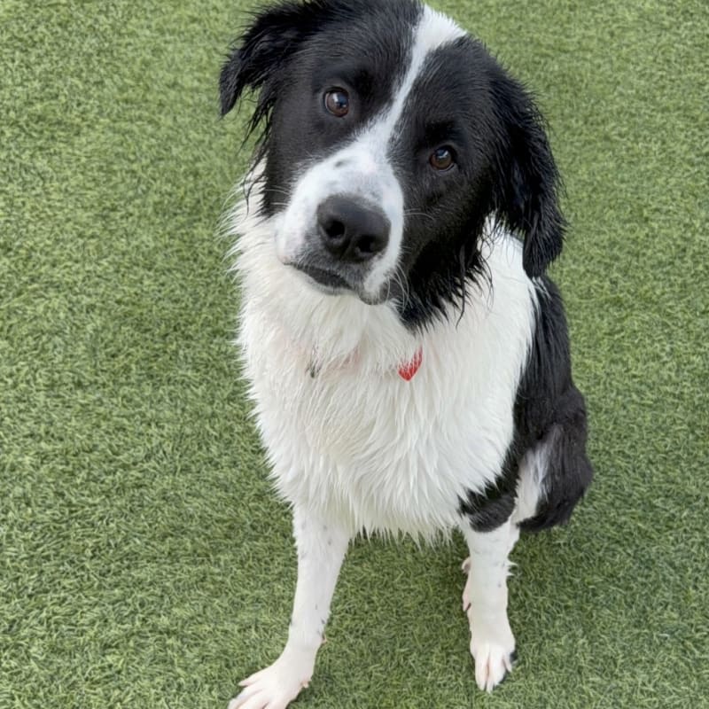 An image of Dolly. Dolly is a Collie, Border.