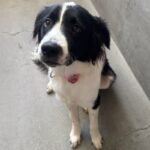 An image of Dolly. Dolly is a Collie, Border.