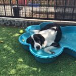 An image of Dolly. Dolly is a Collie, Border.