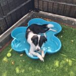 An image of Dolly. Dolly is a Collie, Border.