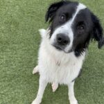 An image of Dolly. Dolly is a Collie, Border.