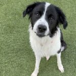 An image of Dolly. Dolly is a Collie, Border.