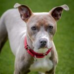 An image of Frankie. Frankie is a Terrier, Pit Bull.