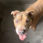 An image of Viejo. Viejo is a Terrier, Pit Bull/Mixed Breed (Large).