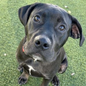 An image of Flynn. Flynn is a Terrier, Pit Bull.