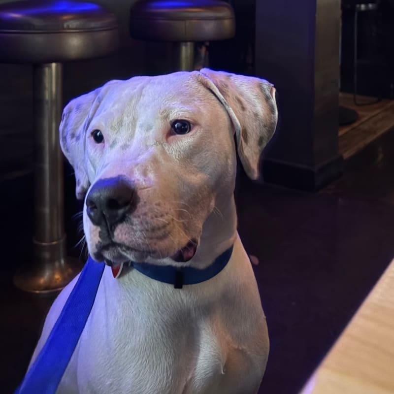 An image of Ghost. Ghost is a Terrier, Pit Bull.