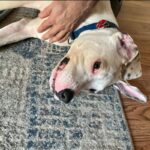 An image of Ghost. Ghost is a Terrier, Pit Bull.