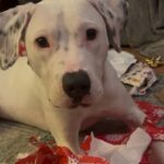 An image of Ghost. Ghost is a Terrier, Pit Bull.