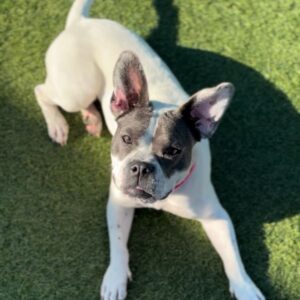 An image of Jolly. Jolly is a Terrier, Pit Bull.