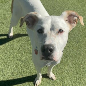 An image of Dutch. Dutch is a Mixed Breed (Medium).