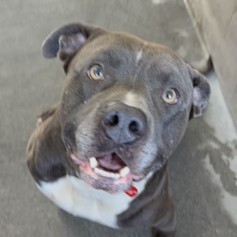 An image of Smokey. Smokey is a Terrier, Pit Bull.