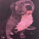 An image of Smokey. Smokey is a Terrier, Pit Bull.