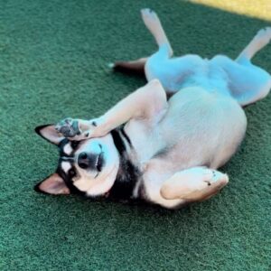 An image of Daisy. Daisy is a Shepherd.