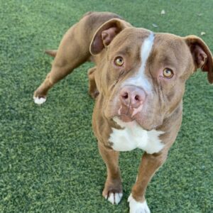 An image of Lorenzo. Lorenzo is a Terrier, Pit Bull.