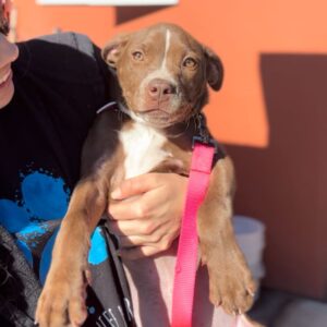 An image of Mia. Mia is a Terrier, Pit Bull.