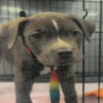 An image of Mia. Mia is a Terrier, Pit Bull.