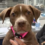 An image of Mia. Mia is a Terrier, Pit Bull.