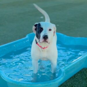 An image of Sally. Sally is a Dogo Argentino.