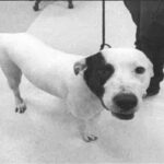 An image of Sally. Sally is a Dogo Argentino.