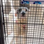 An image of Sally. Sally is a Dogo Argentino.