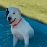 An image of Sally. Sally is a Dogo Argentino.