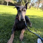 An image of Lilibeth. Lilibeth is a Pinscher, Doberman.