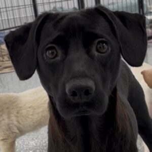 An image of Ima. Ima is a Mixed Breed (Medium).