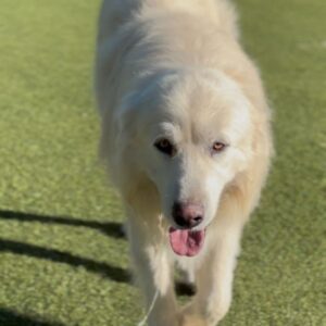 An image of Oso. Oso is a Pyrenees, Great.