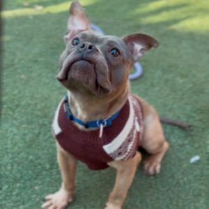 An image of Greyson. Greyson is a Terrier, Pit Bull.