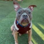 An image of Greyson. Greyson is a Terrier, Pit Bull.