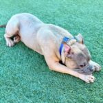 An image of Greyson. Greyson is a Terrier, Pit Bull.