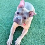 An image of Greyson. Greyson is a Terrier, Pit Bull.