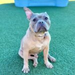 An image of Greyson. Greyson is a Terrier, Pit Bull.