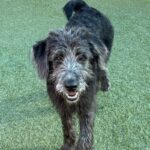 An image of Benjy. Benjy is a Retriever, Black Labrador.