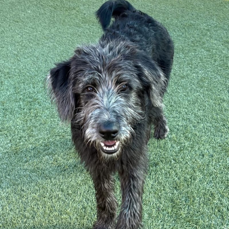 An image of Benjy. Benjy is a Retriever, Black Labrador.