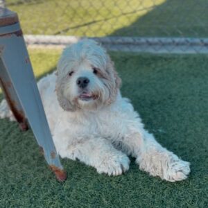 An image of Little White. Little White is a Cockapoo/Mixed Breed (Medium).