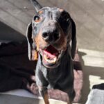 An image of Xander. Xander is a Pinscher, Miniature/Dachshund.