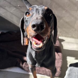 An image of Xander. Xander is a Pinscher, Miniature/Dachshund.