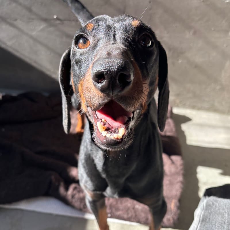 An image of Xander. Xander is a Pinscher, Miniature/Dachshund.