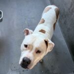 An image of Rascal. Rascal is a Terrier, Pit Bull.