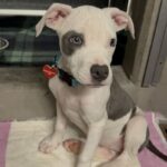 An image of Honey. Honey is a Terrier, Pit Bull.