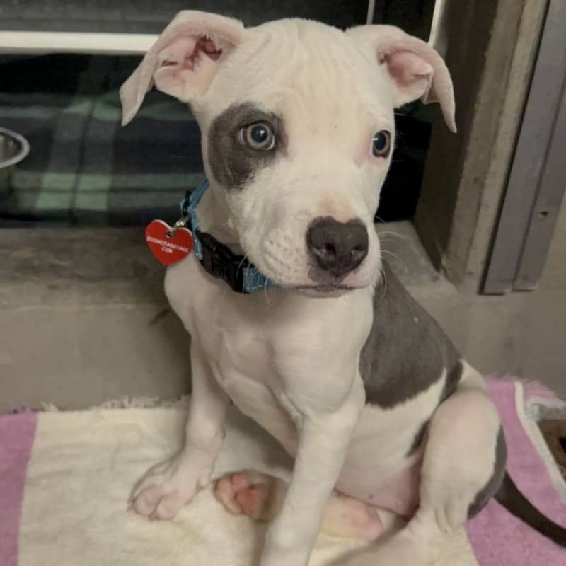 An image of Honey. Honey is a Terrier, Pit Bull.